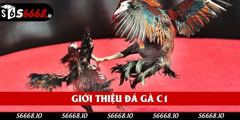 Sơ lược đá gà c1