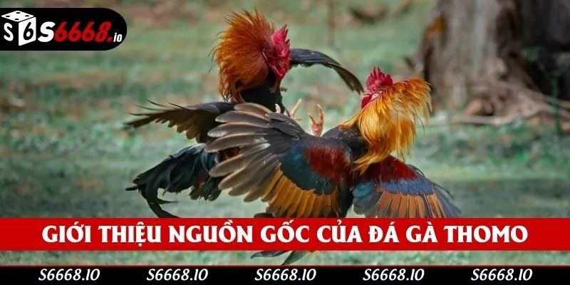 Đá gà Thomo là đấu trường chuyên nghiệp Đá gà Thomo là đấu trường chuyên nghiệp
